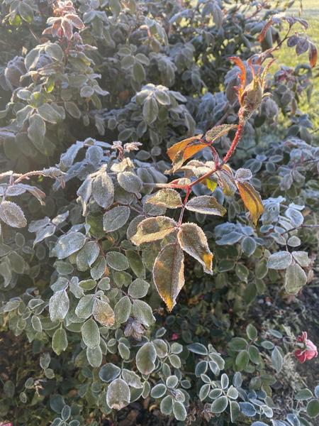 Frosted rose foliage.  Photo: Paul Grace