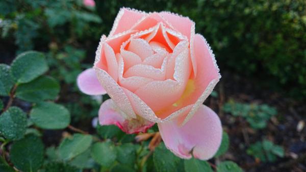 Pale apricot rose with dew drops