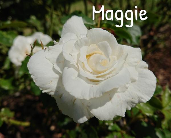White rose, Maggie