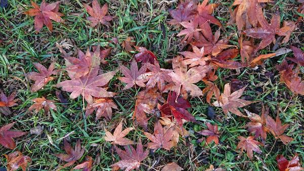 Japanese Maple leaves on grass