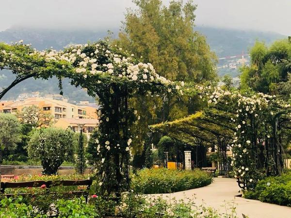 A white rose arbour at the Princess Grace Rose Gardens, Monaco