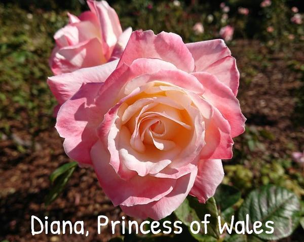 Pink blend rose, Diana, Princess of Wales.