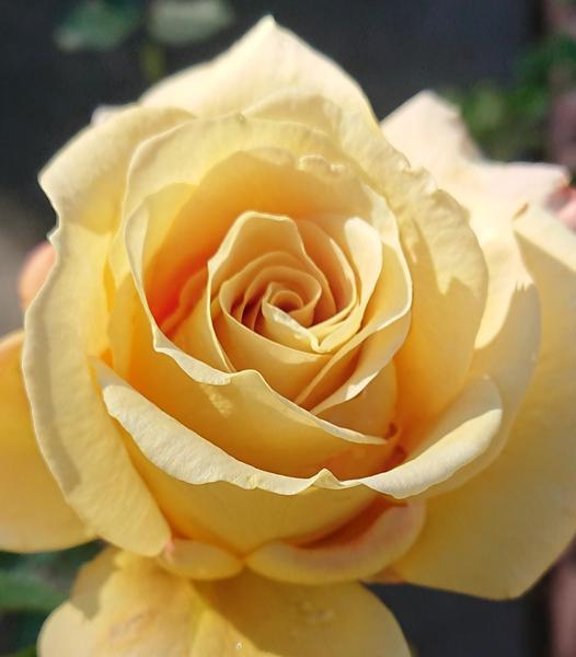Creamy golden Honey Dijon rose