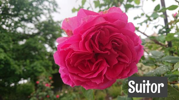 Mid pink Suitor rose