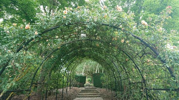Apricot yellow Crepuscule rosegrowing over archway