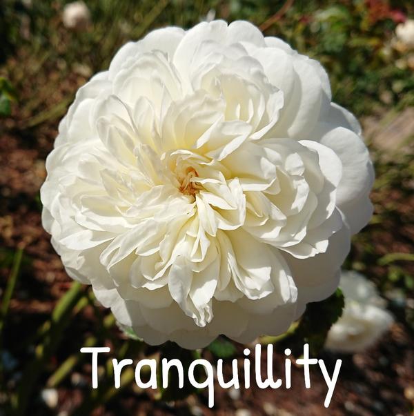 White rose, Tranquillity