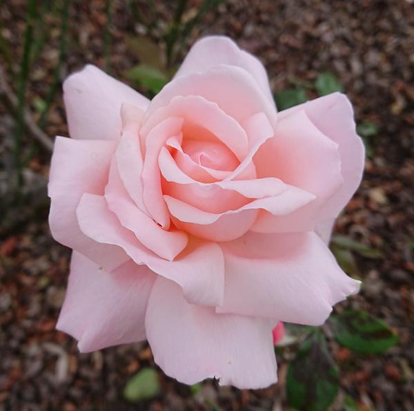Aotearoa:  pale pink rose