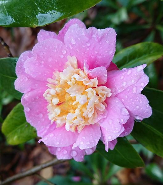 Mauve pink and pale yellow camellia