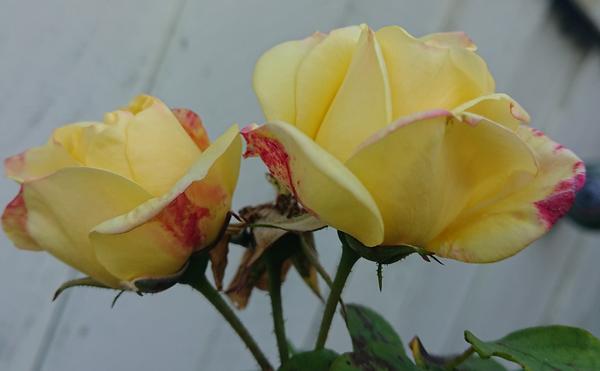 Masquerade Rose, yellow with crimson markings