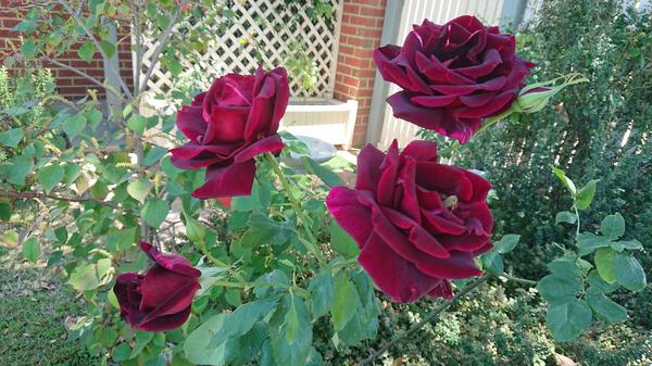 Deep red Papa Meilland roses 