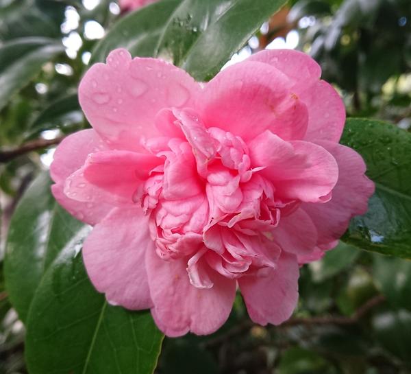 Warm pink  camellia