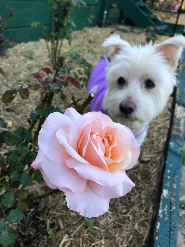 sweet white  dog in rose garden