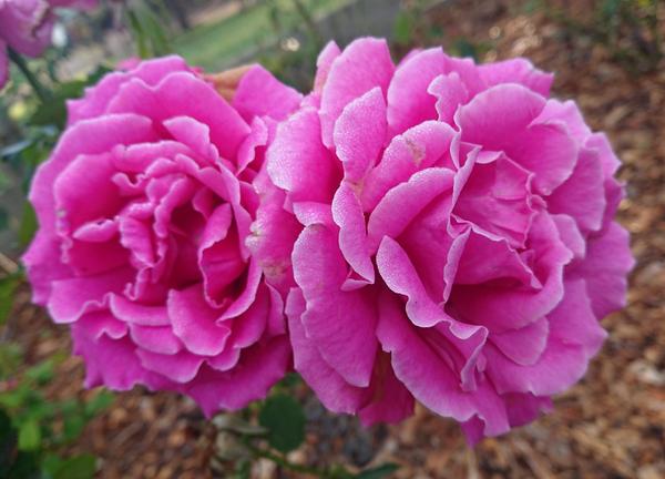 Two ruffled pink Mornington roses