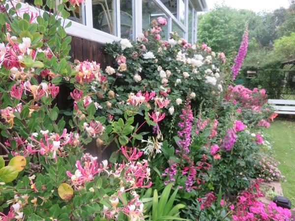 A mixed border with honeysuckle, foxgloves and roses