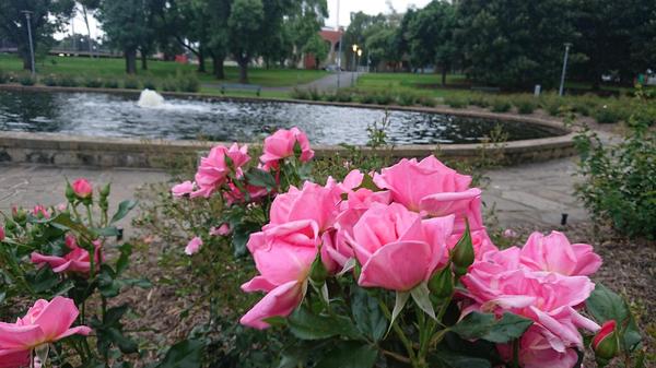 Pink roses in front of a circular pond on the banks of the River Torrens