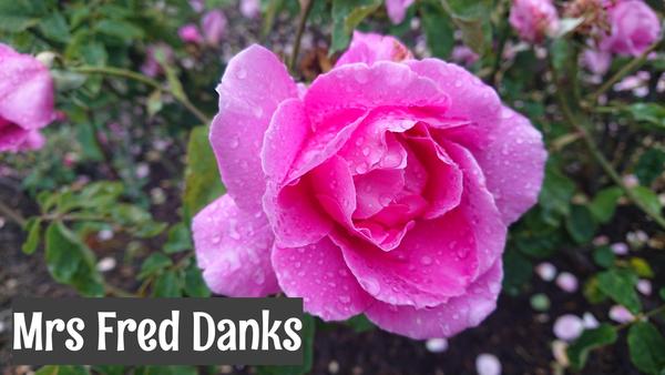 Mid pink Mrs Fred Danks rose
