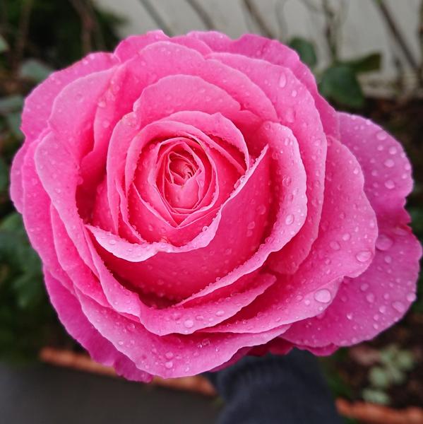 Deep pink Unconventional Lady rose