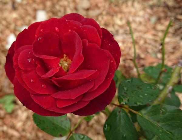 Deep, red, russet brown rose