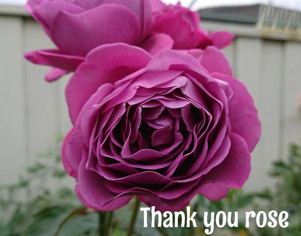 Deep mauve Thank You Rose