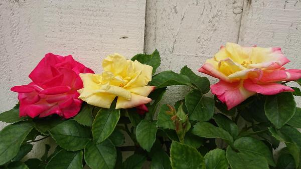A pink, a yellow, and a pink and yellow bloom of Masquerade, a climbing rose.