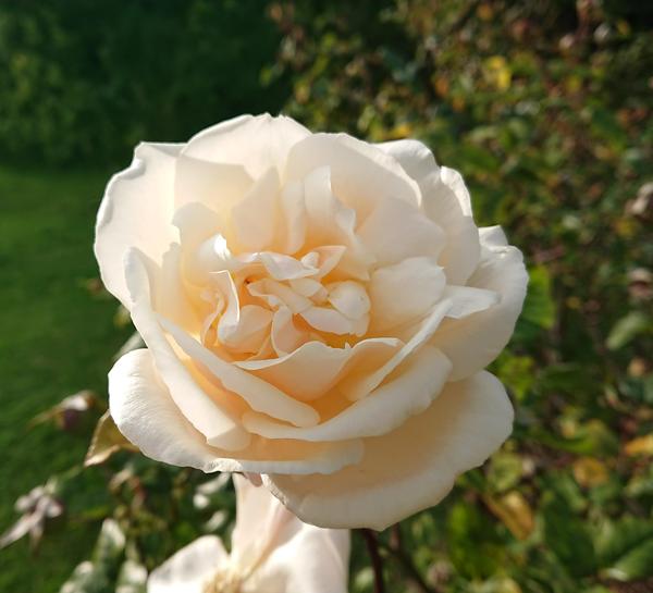 pale apricot-buff rose Safrano