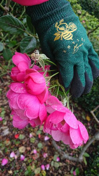 Green garden gloves and a cluster of pink Angela rose blooms 