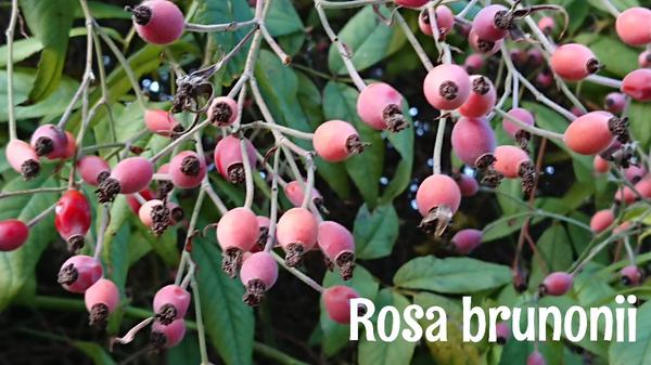 Bunches of rose hips on Rosa brunonii