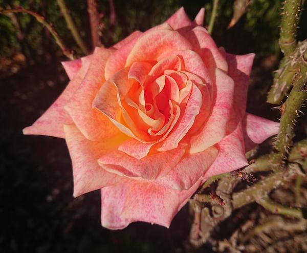 Peach/apricot Chicago Peace rose