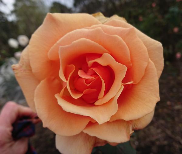 Apricot rose Just Joey.