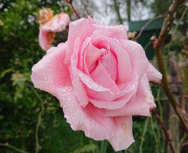 Pale pink rose bloom