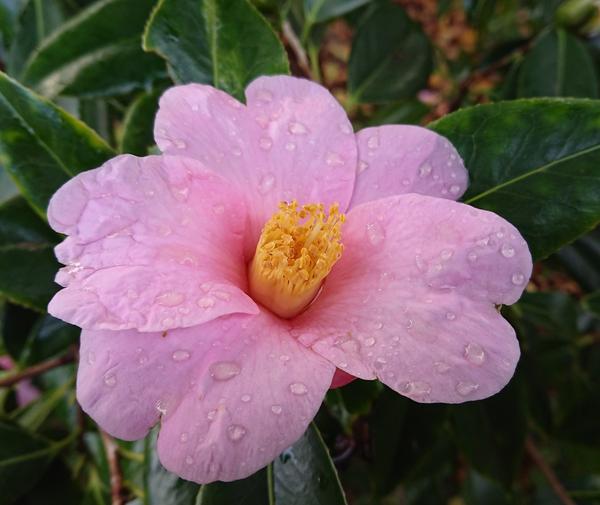 Pink single camellia with golden stamens