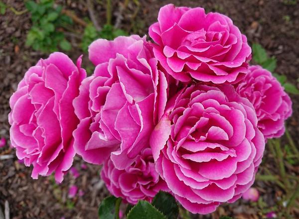 Mornington: Deep pink rose with white edges