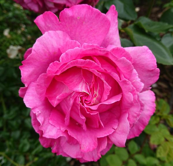 Deep pink Queen Adelaide Rose