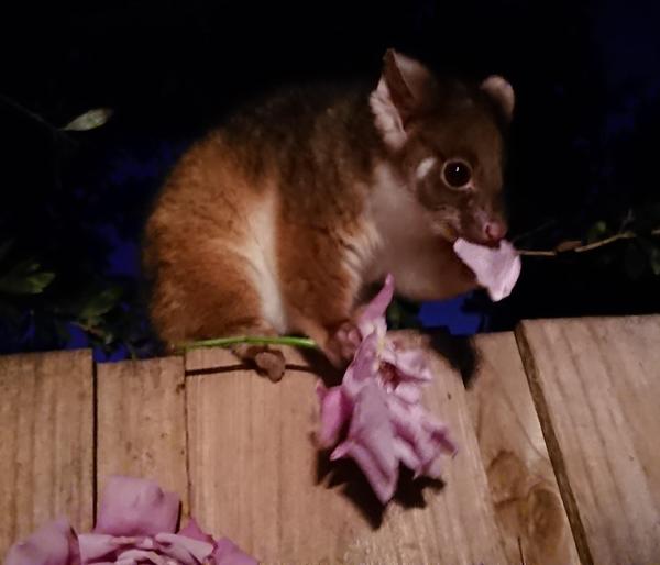 Pinkie, the ringtail possum having a snack of mauve Charles de Gaulle roses on the back fence