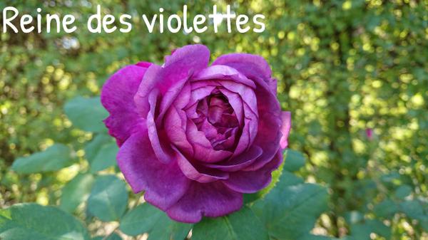 Deep violet Reine des violettes rose