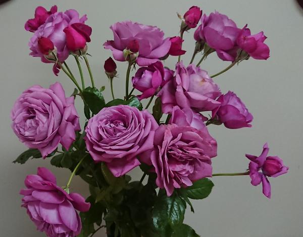 A bunch of mauve Thank You roses