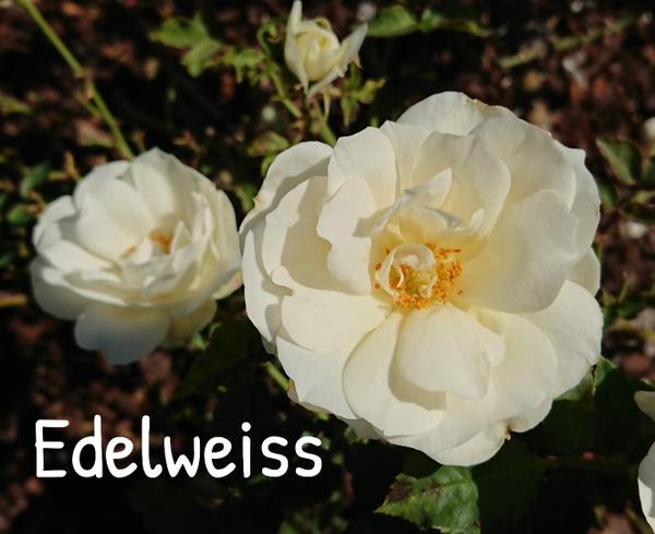 White rose, Edelweiss