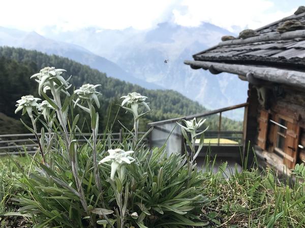 Edelweiss growing in South Tyrol Photo: ralfheine on Pixabay