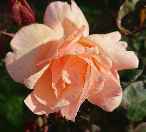 light apricot bloom on Lorraine Lee rose bush