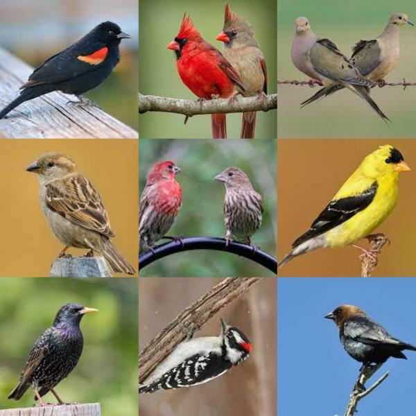 Selection of garden birds