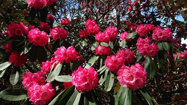 Rhododendron tree in bloom