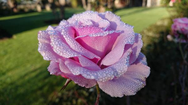 Mauve pink rose with dew drops