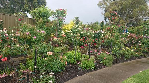 Melanie and Kelvin's rose garden