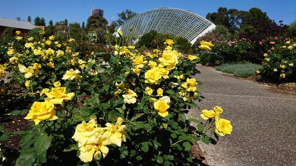 Yellow roses in front of glasshouse at International Rose garden, Adelaide Botanic Gardens