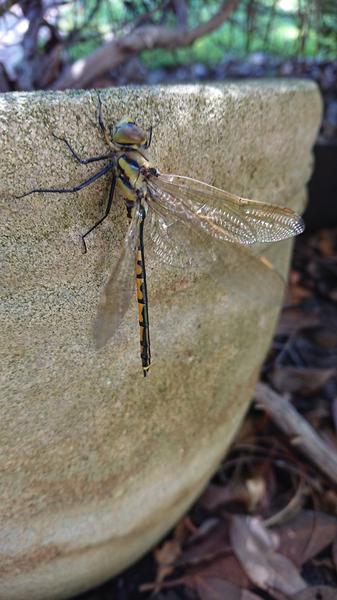 A Tau Emerald Dragonfly on a concrete pot