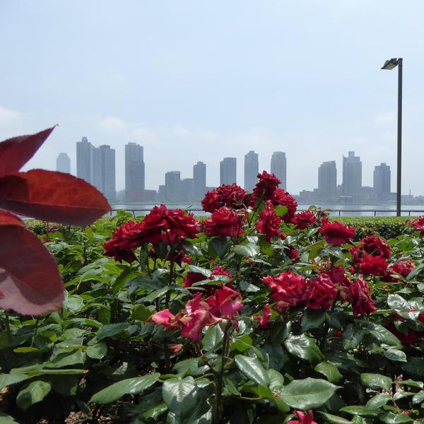 View across the East River from the United Nations Rose Garden