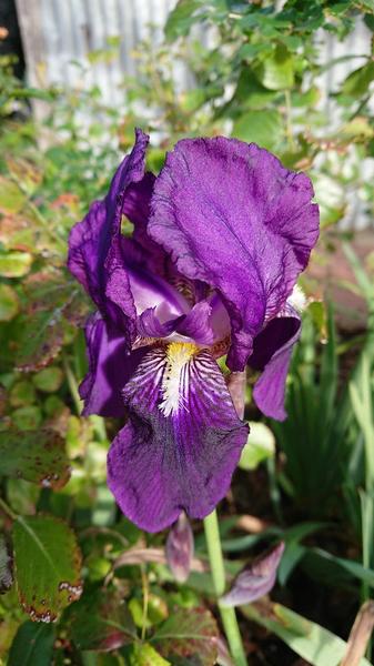 Deep purple bearded iris
