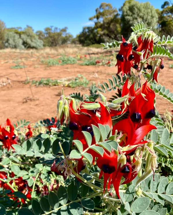 Sturt Desert Pea, Australian Inland Botanic Garden