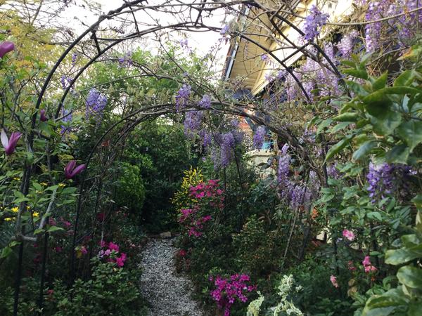 A wisteria arch with colourful plants underneath