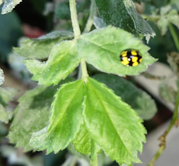 Yellow and black ladybird on rose leaf